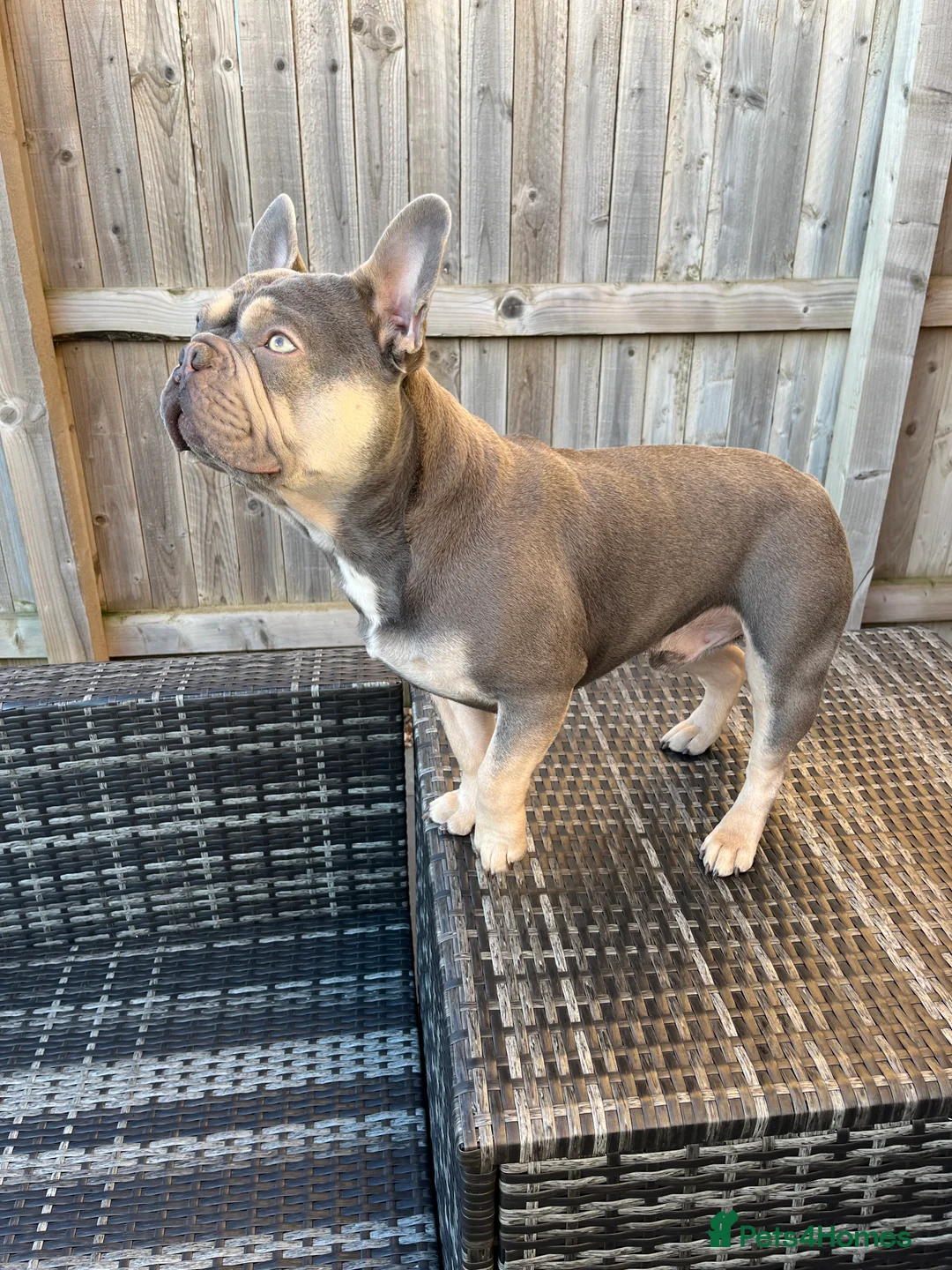 French Bulldog dogs for stud: Captain Cooper 🏅 in Grimsby - Advert 3
