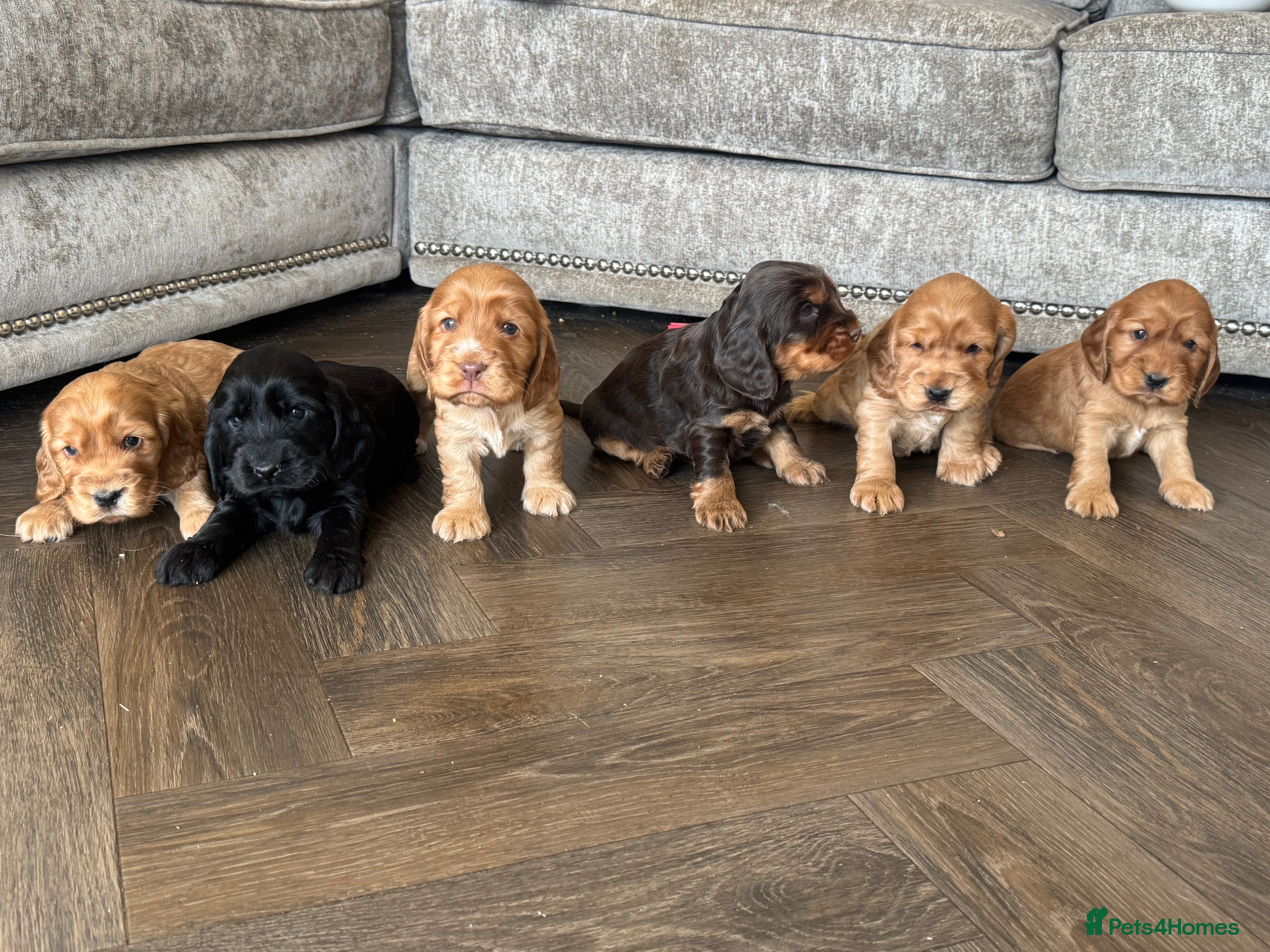 Cocker Spaniel dogs 100% SHOWTYPE KC REG FROM HEALTH TESTED PARENTS  - Advert 11