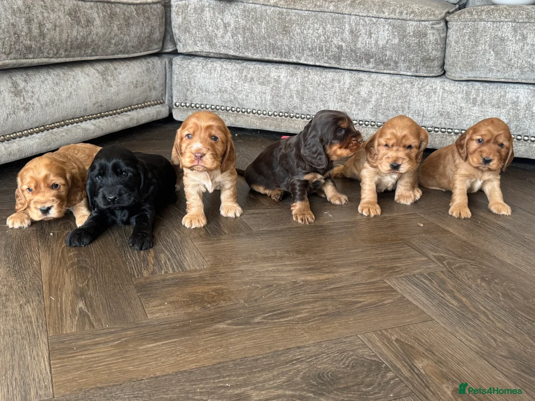 Cocker Spaniel dogs for sale: 100% SHOWTYPE KC REG FROM HEALTH TESTED PARENTS  - Advert 1