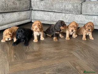 Cocker Spaniel dogs 100% SHOWTYPE KC REG FROM HEALTH TESTED PARENTS - Advert 11
