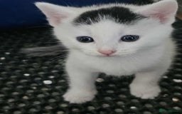Mixed Breed cats for sale: 6 beautiful boys  - Image 7