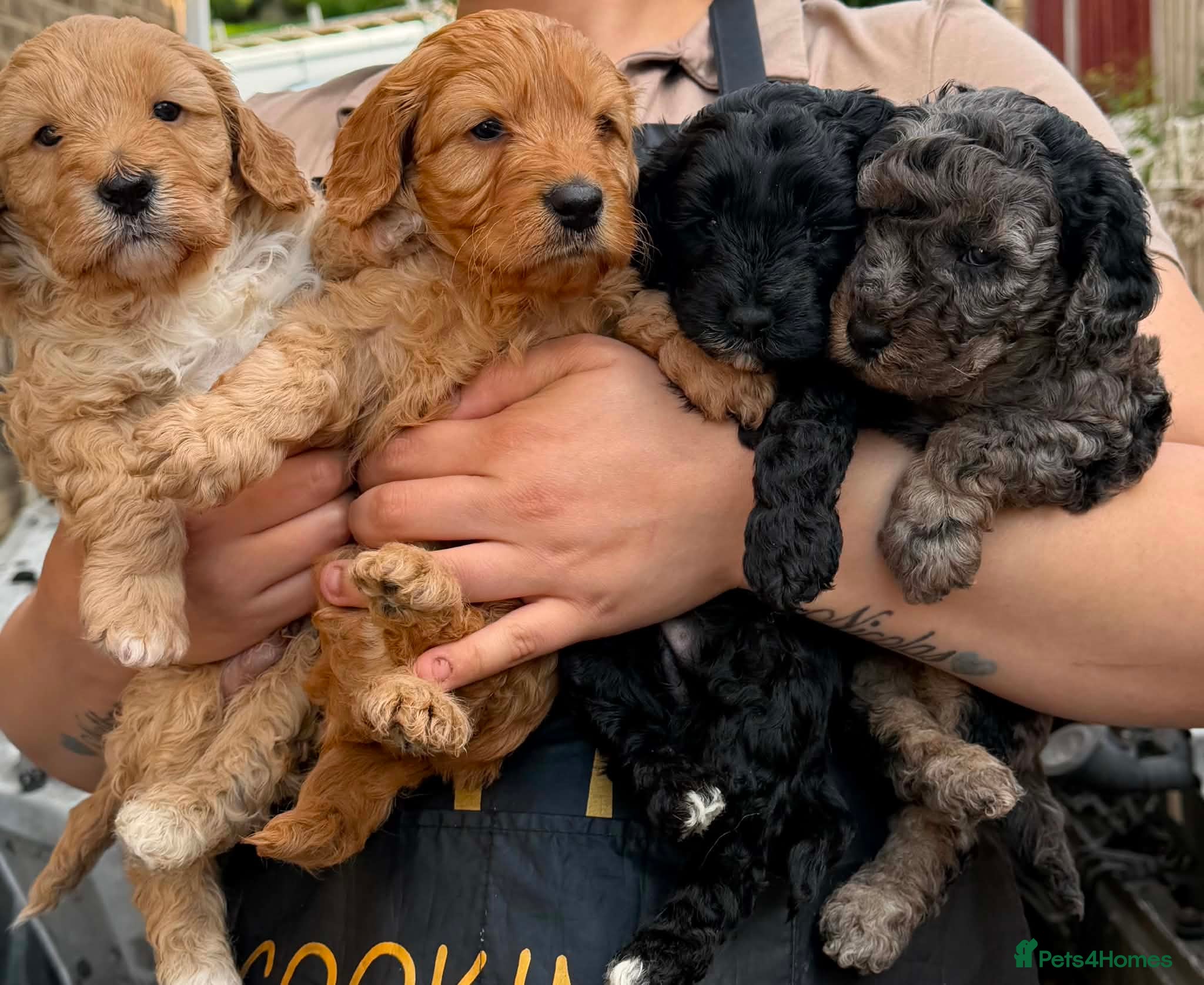 Cockapoo dogs 5 Stunning F1B cockapoo puppies ready 18th June - Advert 20