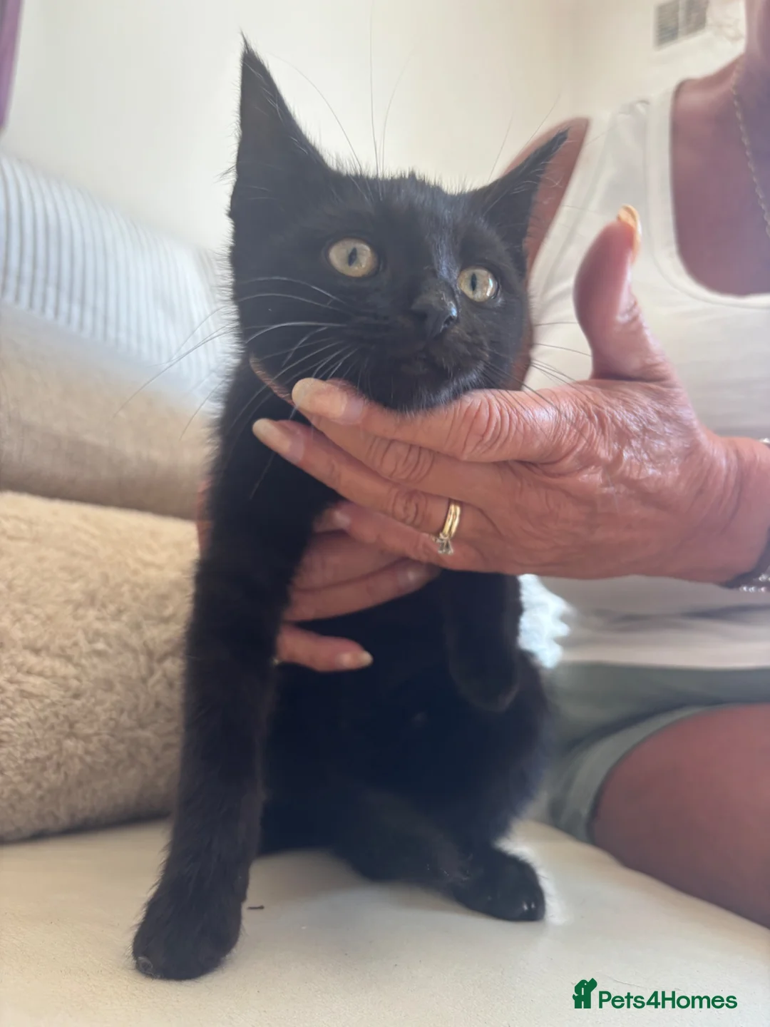Domestic Shorthair cats for sale: 3 male domestic shorthair kittens in Barnsley - Advert 4