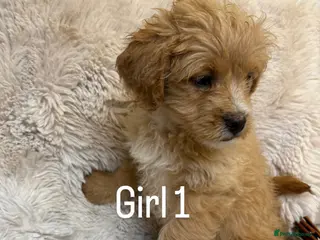 Mixed Breed dogs 3 LEFT ! FLUFFY FRENCHIES CROSS Ready to leave - Advert 11