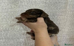 Miniature Dachshund dogs for sale: Miniature dachshunds  - Image 6