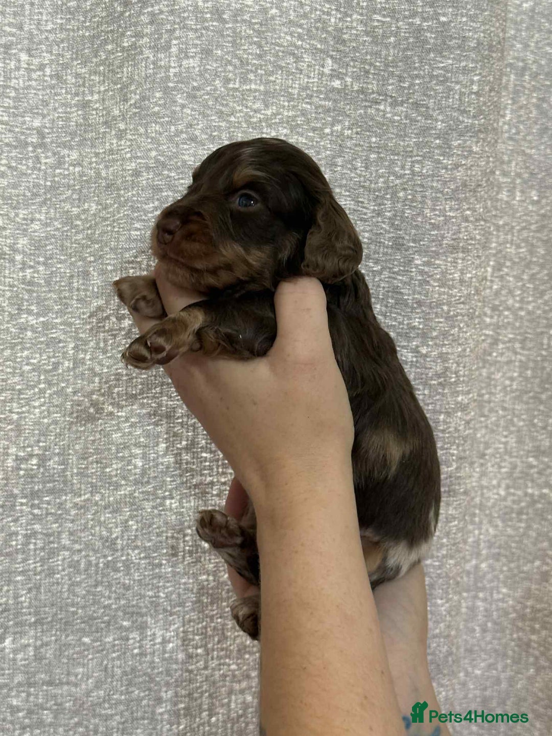 Miniature Dachshund dogs for sale: Miniature dachshunds  - Image 6
