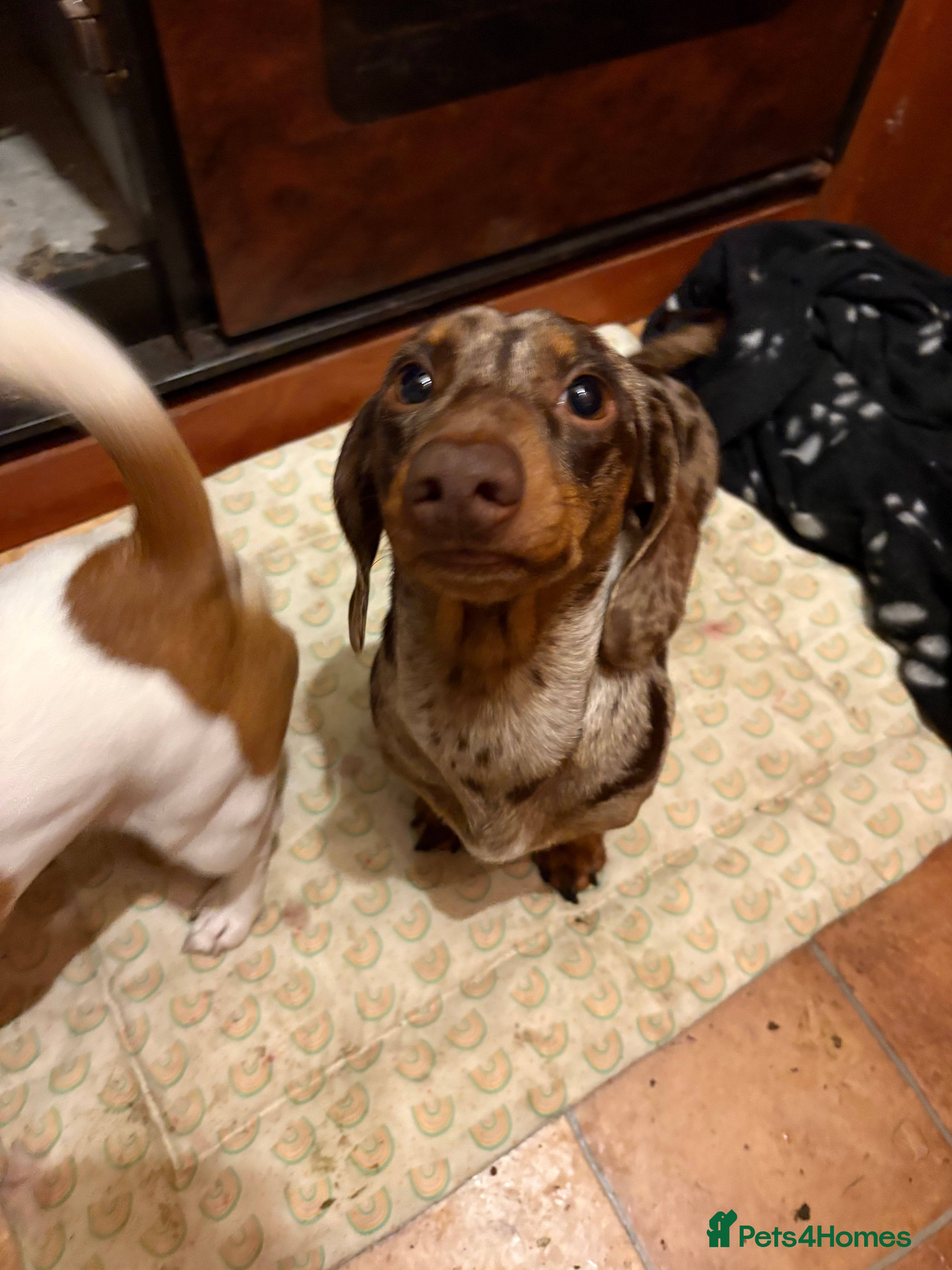 Miniature Dachshund dogs Miniature Dachshund Stud  - Advert 5