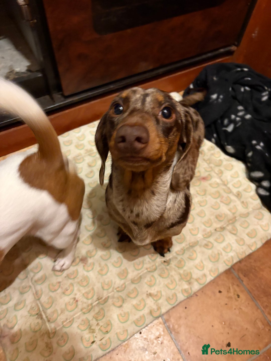 Miniature Dachshund dogs for stud: Miniature Dachshund Stud  - Advert 1