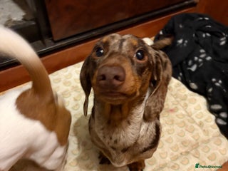 Miniature Dachshund dogs Miniature Dachshund Stud - Advert 1