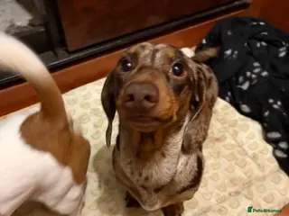 Miniature Dachshund dogs Miniature Dachshund Stud - Advert 17