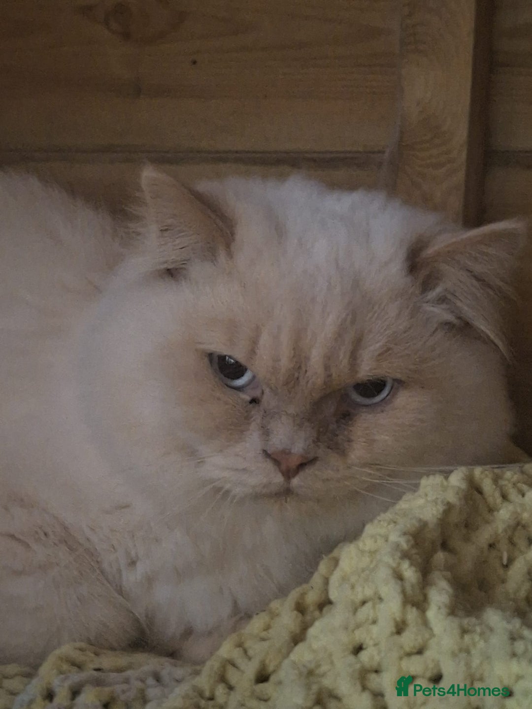 British Longhair cats for sale:  Beautiful British Long haired Short haired kitten - Advert 6