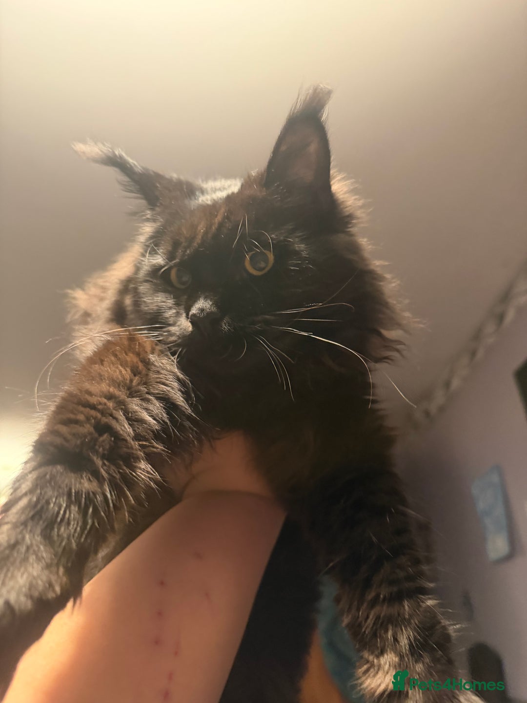 Maine Coon cats for sale: Black Maine Coon Kitten - Advert 3