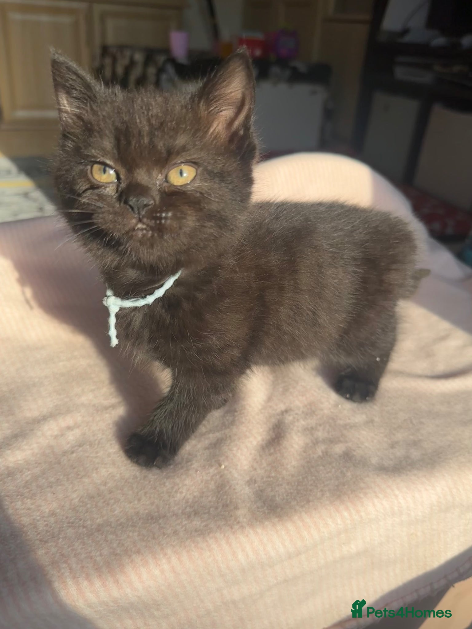 British Shorthair cats Last female British shorthair mix - Advert 1