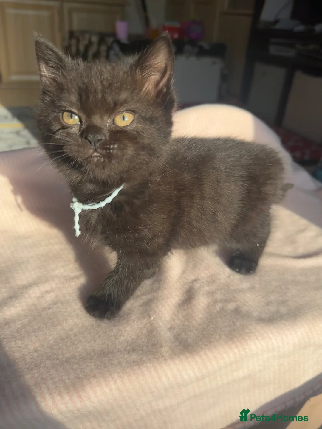 British Shorthair cats for sale: Last female British shorthair mix in Swindon - Advert 1