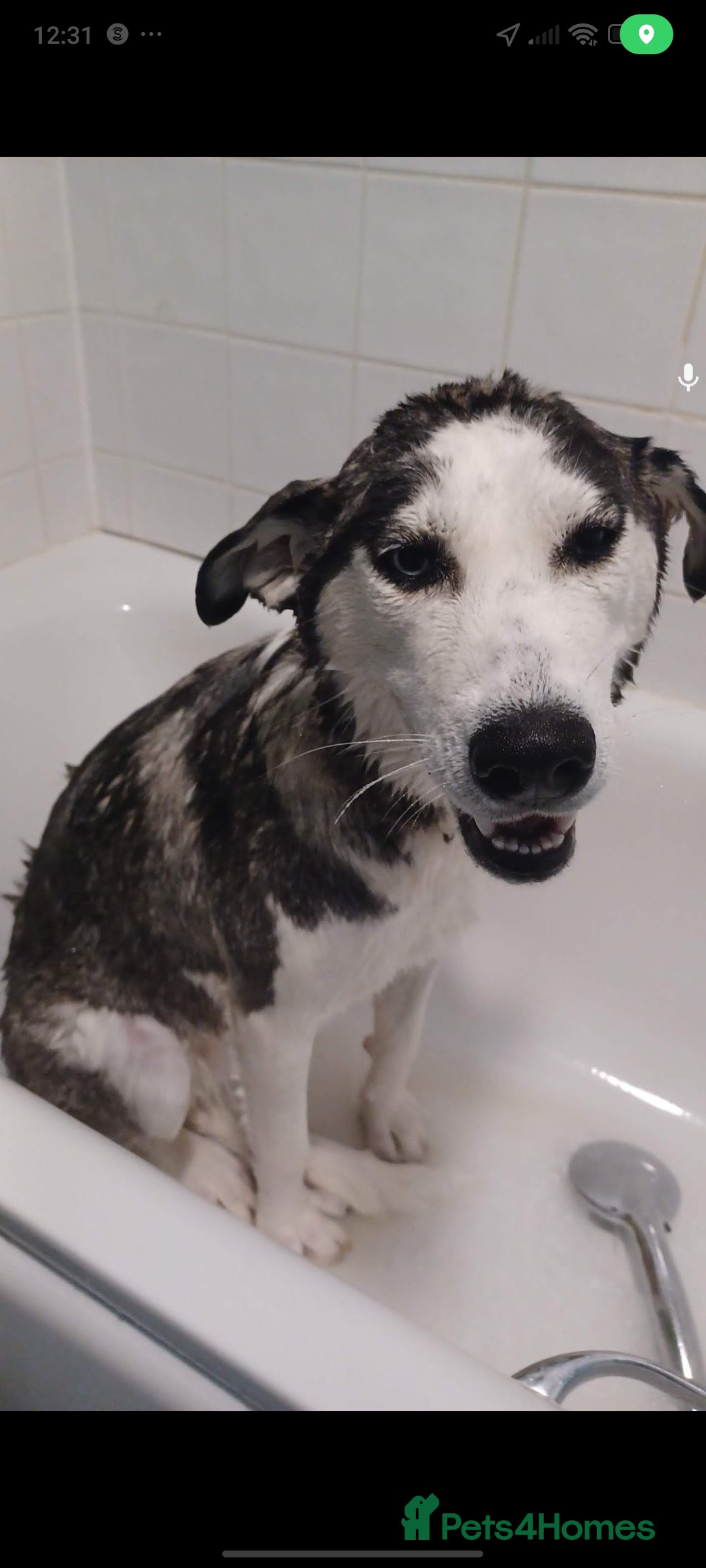 Siberian Husky dogs for sale: Husky - Advert 2