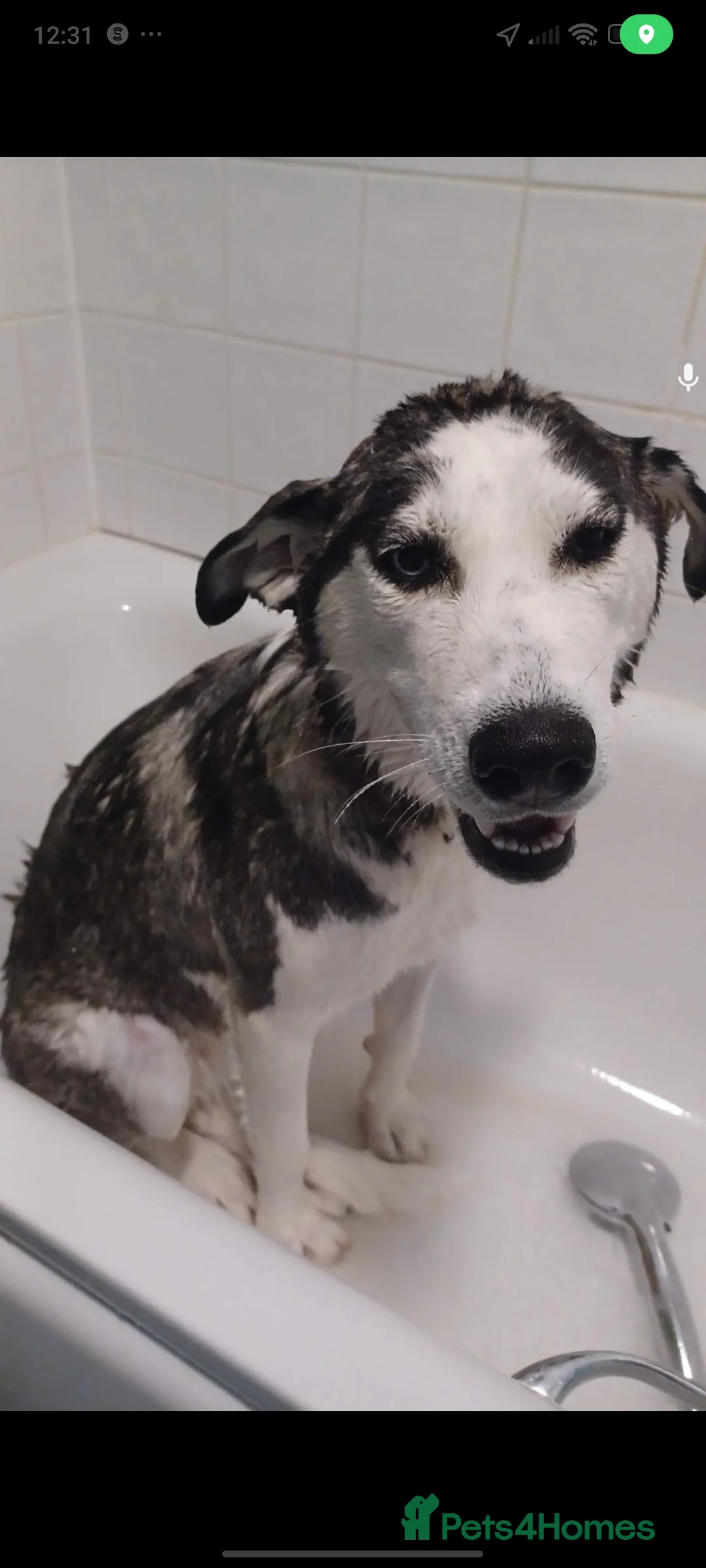 Siberian Husky dogs for sale: Husky - Advert 2