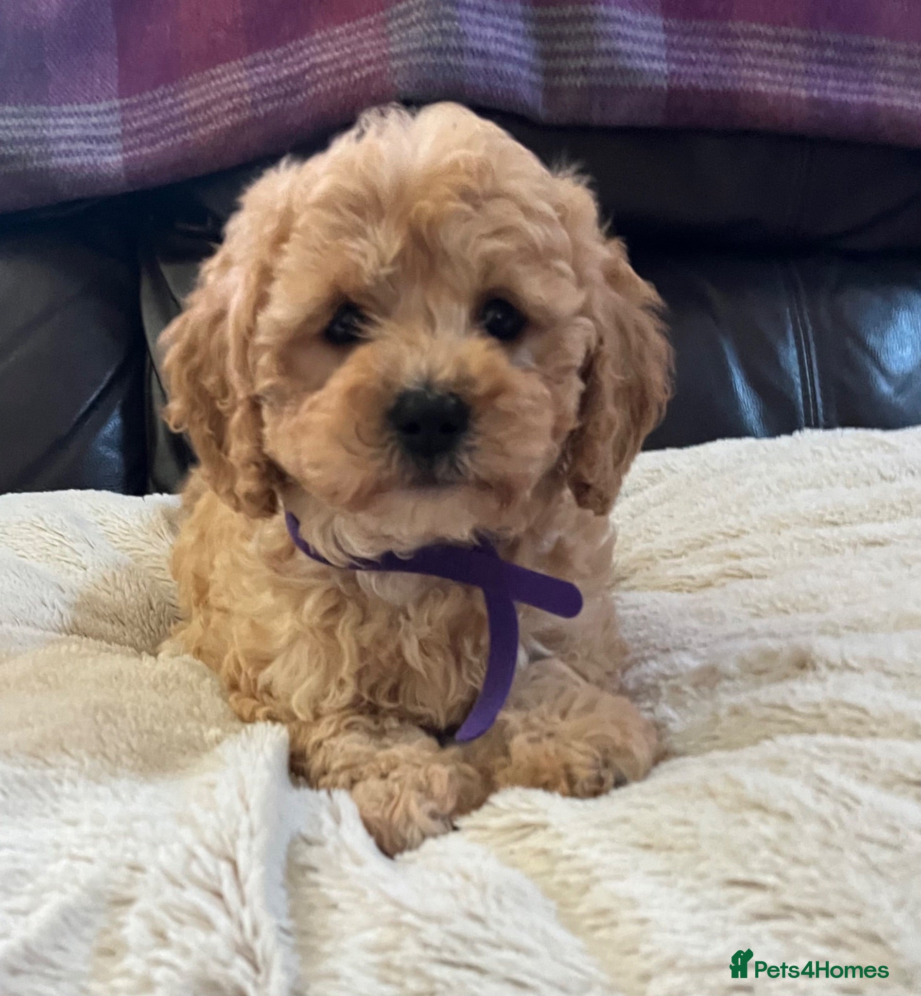 Cavapoochon dogs Cavapoochon girl puppies  - Advert 7