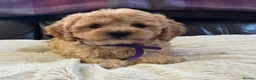 Cavapoochon dogs for sale: Cavapoochon girl puppies  - Advert 1