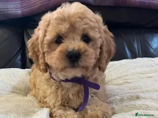 Cavapoochon dogs Cavapoochon girl puppies - Advert 1