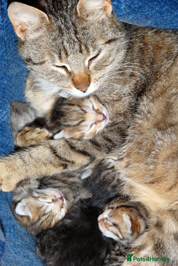 Mixed Breed cats Female lovely kitten - Advert 1