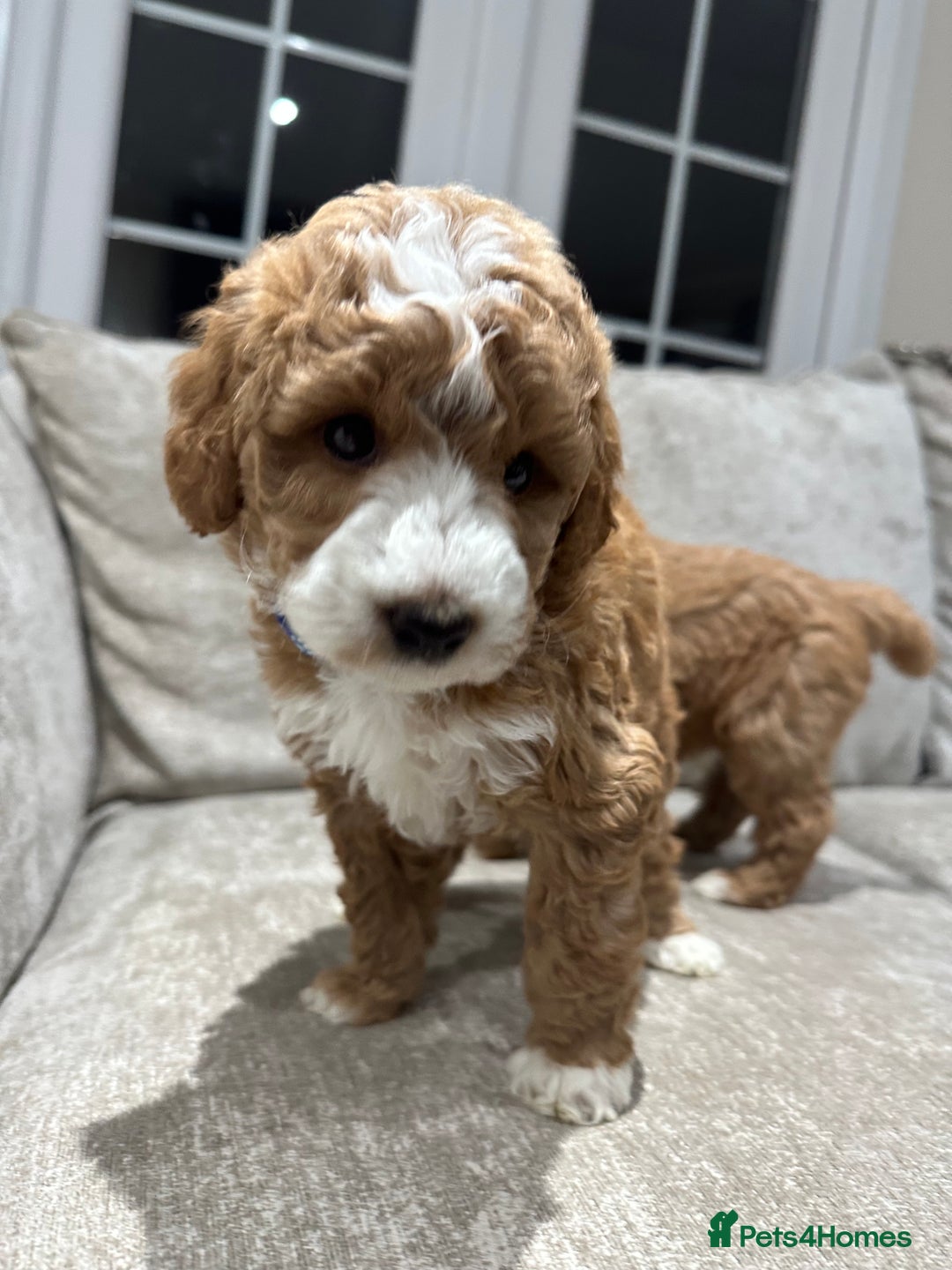 Australian Labradoodle dogs for sale: Australian Labradoodles - Image 11