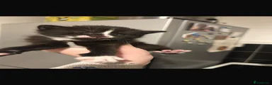 Black and white mixed breed 2