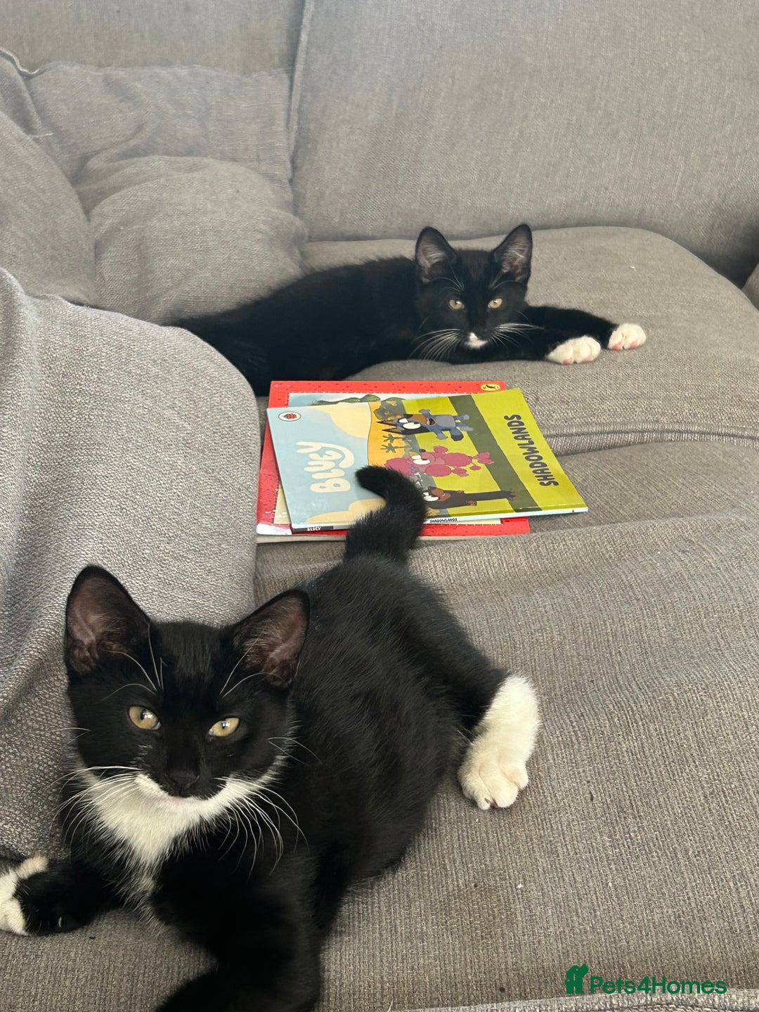 Mixed Breed cats for sale: 2 black and white kittens to go together - Advert 9