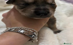 Mixed Breed dogs for sale: Husky staffy cross puppy - Advert 9