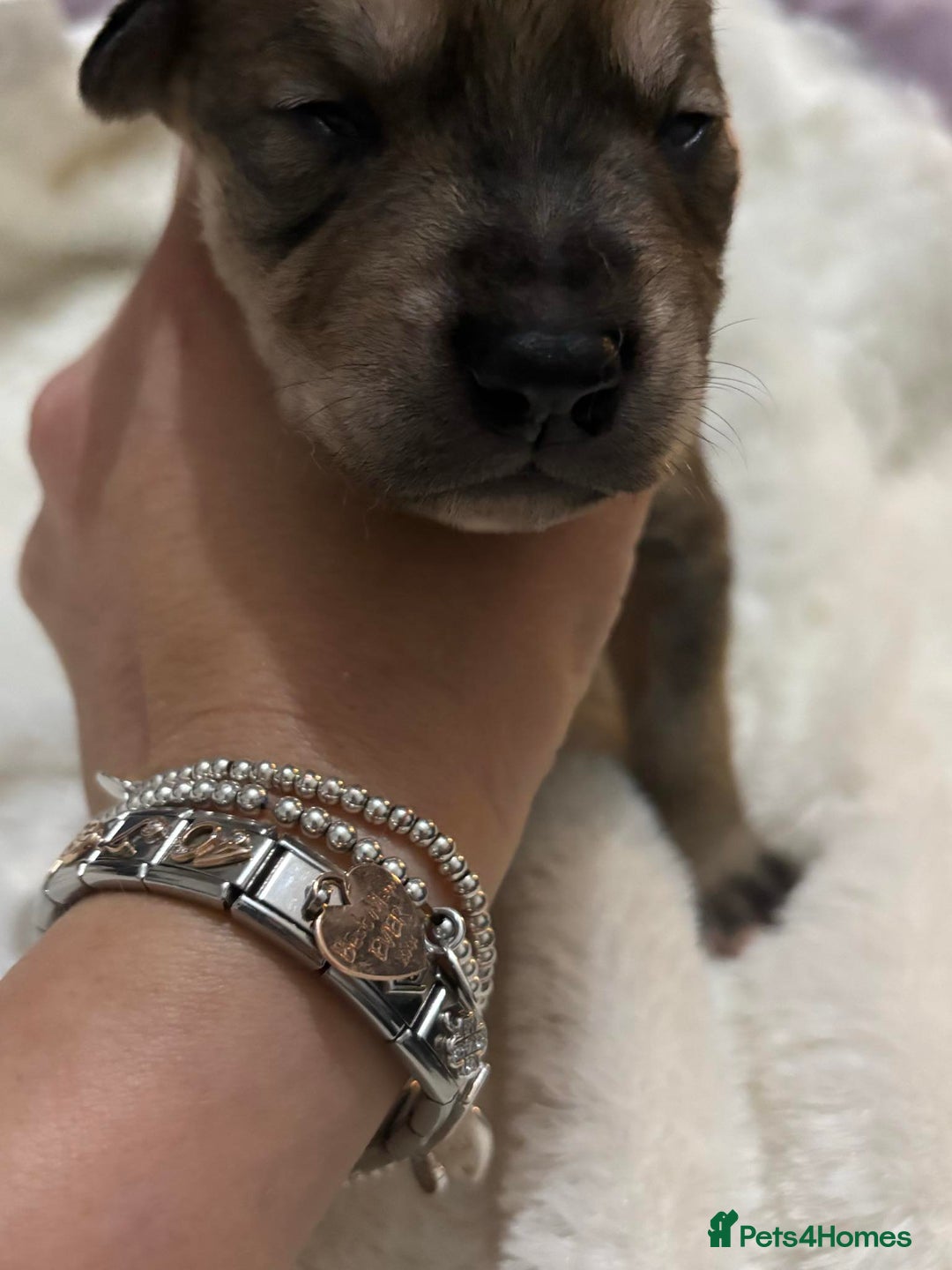 Mixed Breed dogs for sale: Husky staffy cross puppy - Advert 9