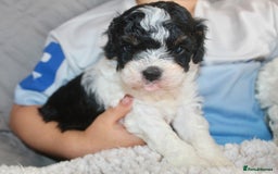 Cavapoo dogs for sale: Family raised Cavapoo puppies ready August - Image 13