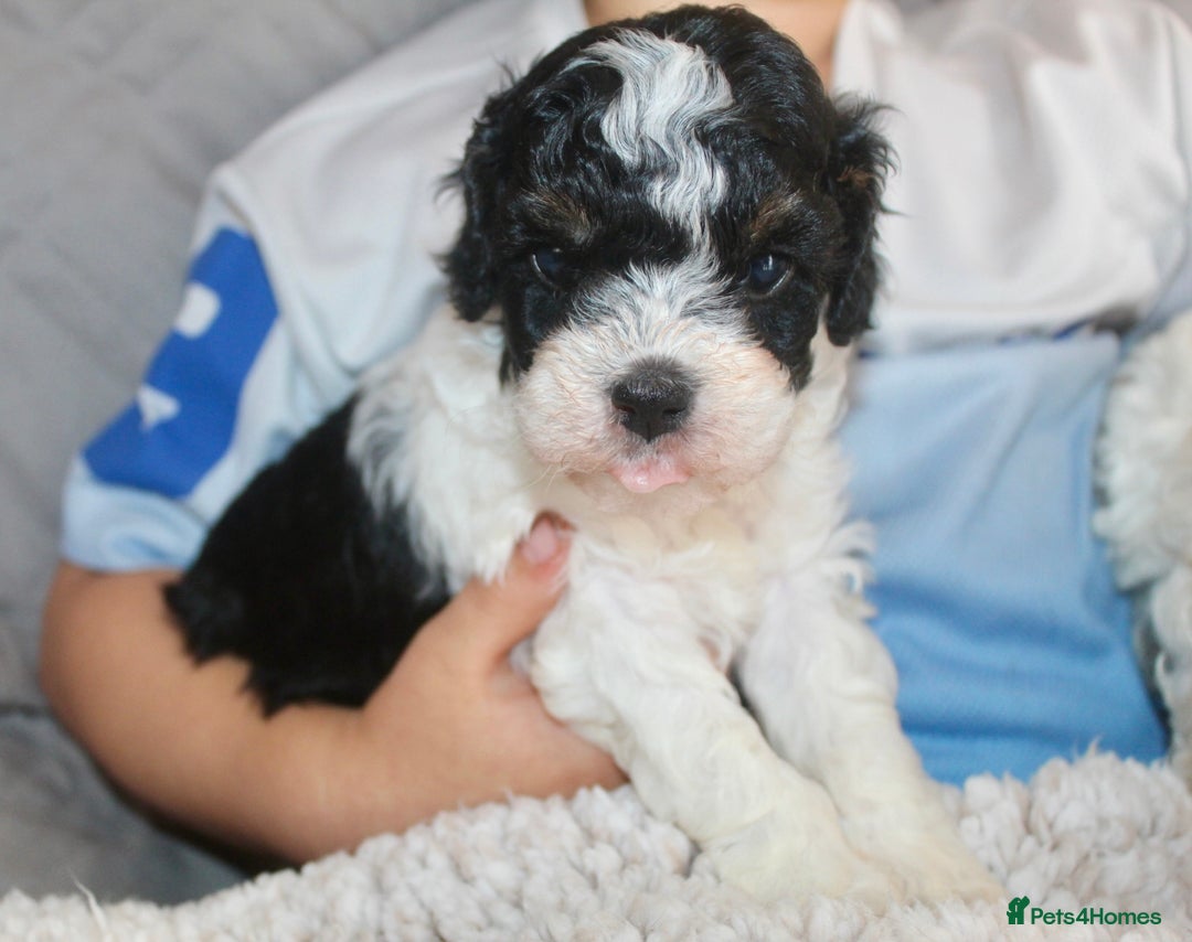 Cavapoo dogs for sale: Family raised Cavapoo puppies ready August - Image 13