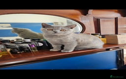 British Shorthair cats for sale: British Shorthair female - Image 2