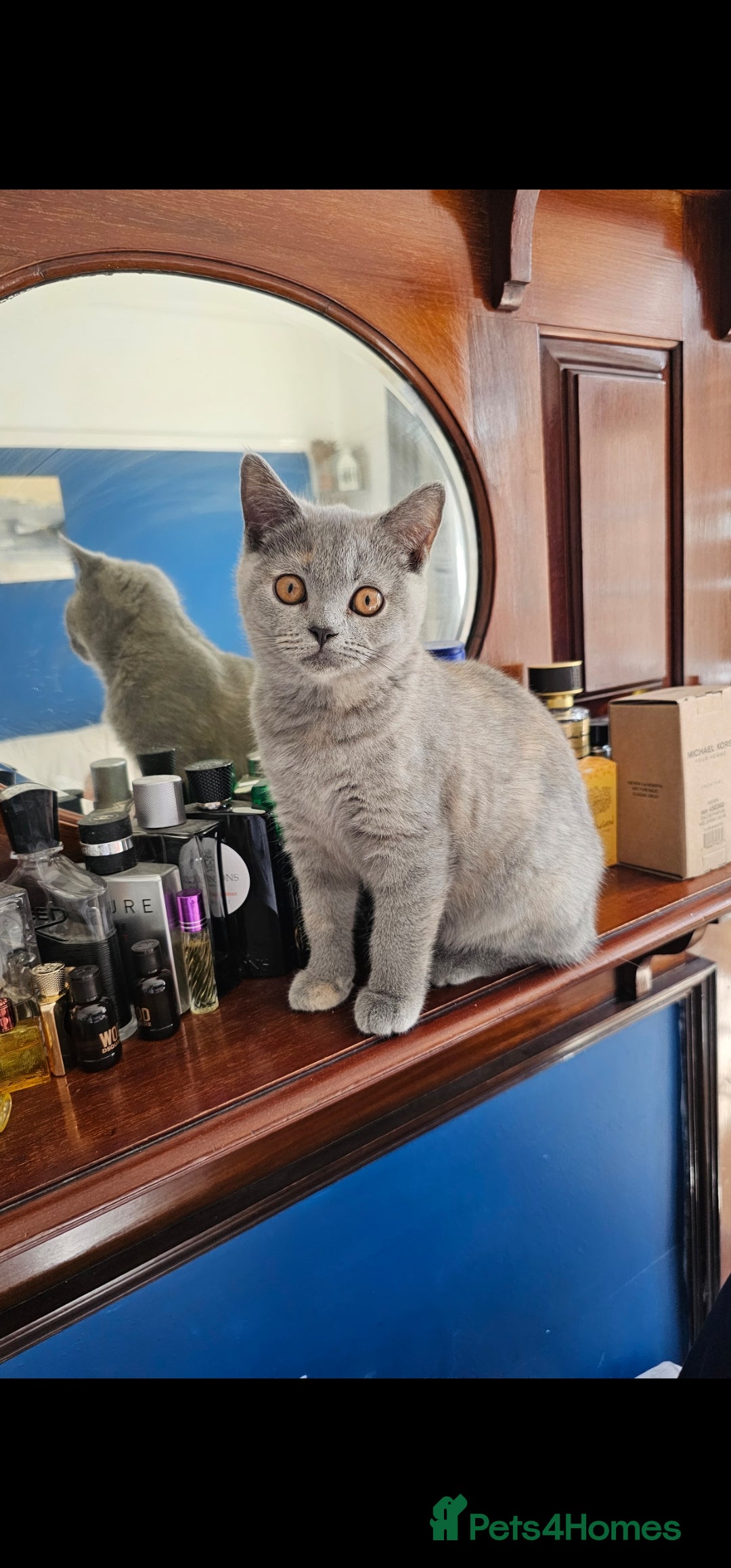 British Shorthair cats for sale: British Shorthair female - Image 2