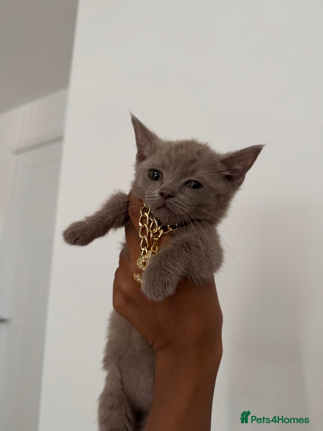 Munchkin cats for sale: 💎 RARE LILAC MUNCHKIN 💎 - Image 1