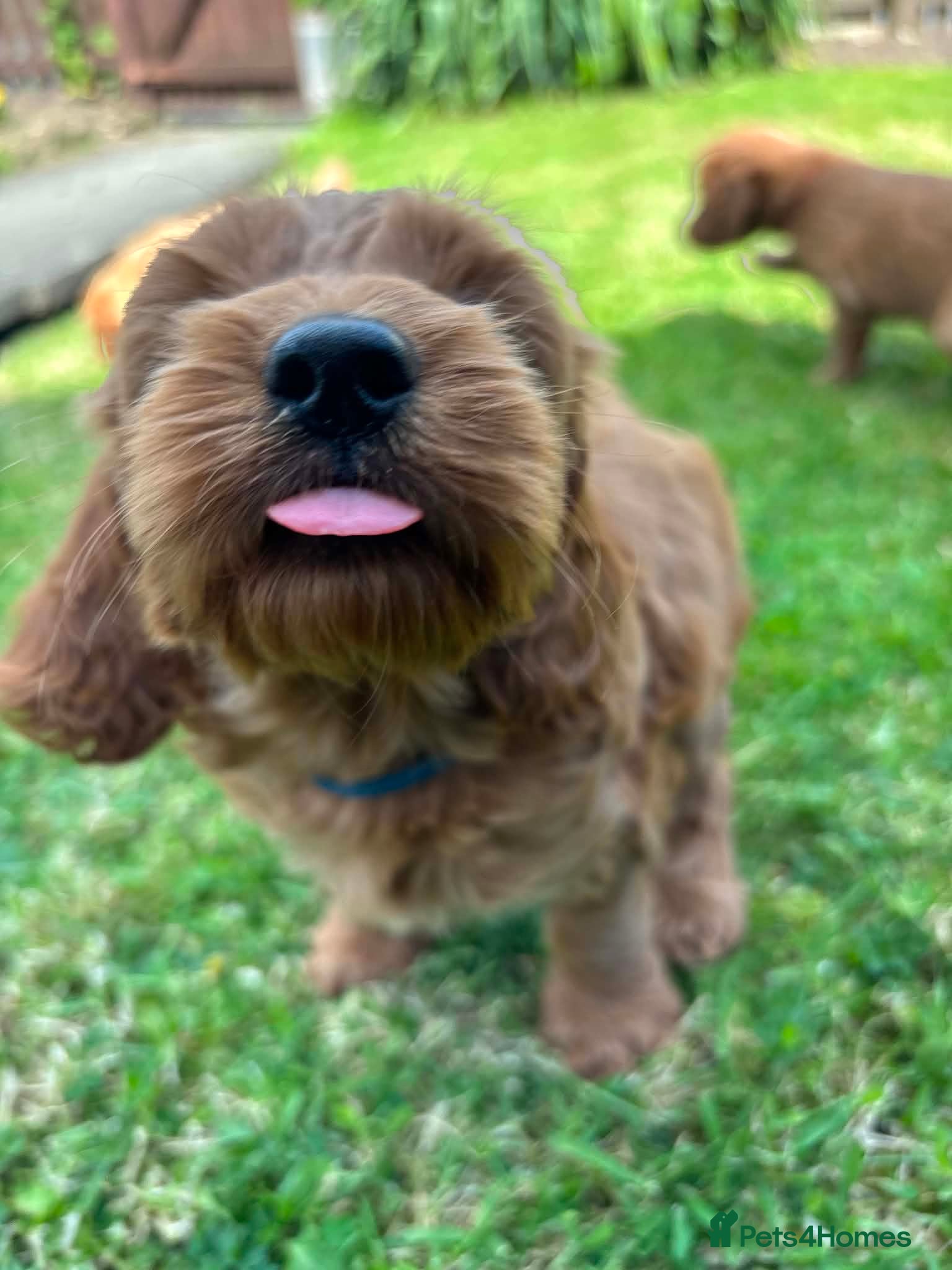 Cockapoo Puppy 1