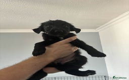 Mixed Breed dogs for sale: German Shepherd x Collie Mix Puppies for sale - Image 3