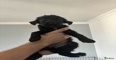 Mixed Breed dogs - Advert 4