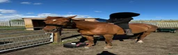 British Warmblood horses for sale: AES Registered warmblood mare  - Advert 2