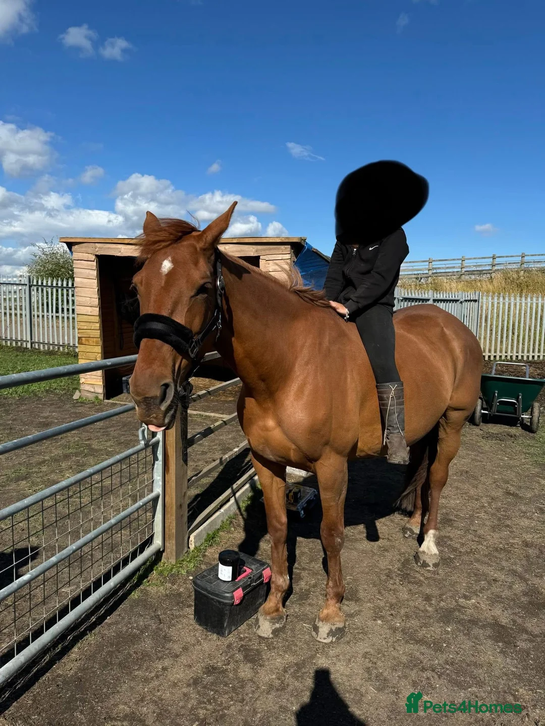 British Warmblood horses for sale: AES Registered warmblood mare  - Advert 2