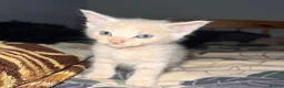 Mixed Breed cats for sale: 5 beautiful male kittens for loving family  in Southampton - Advert 4