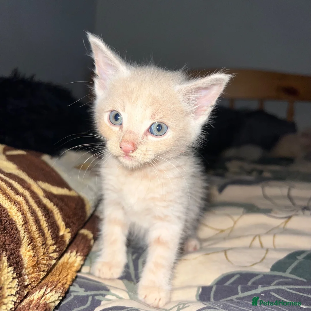 Mixed Breed cats for sale: 5 beautiful male kittens for loving family  in Southampton - Advert 4