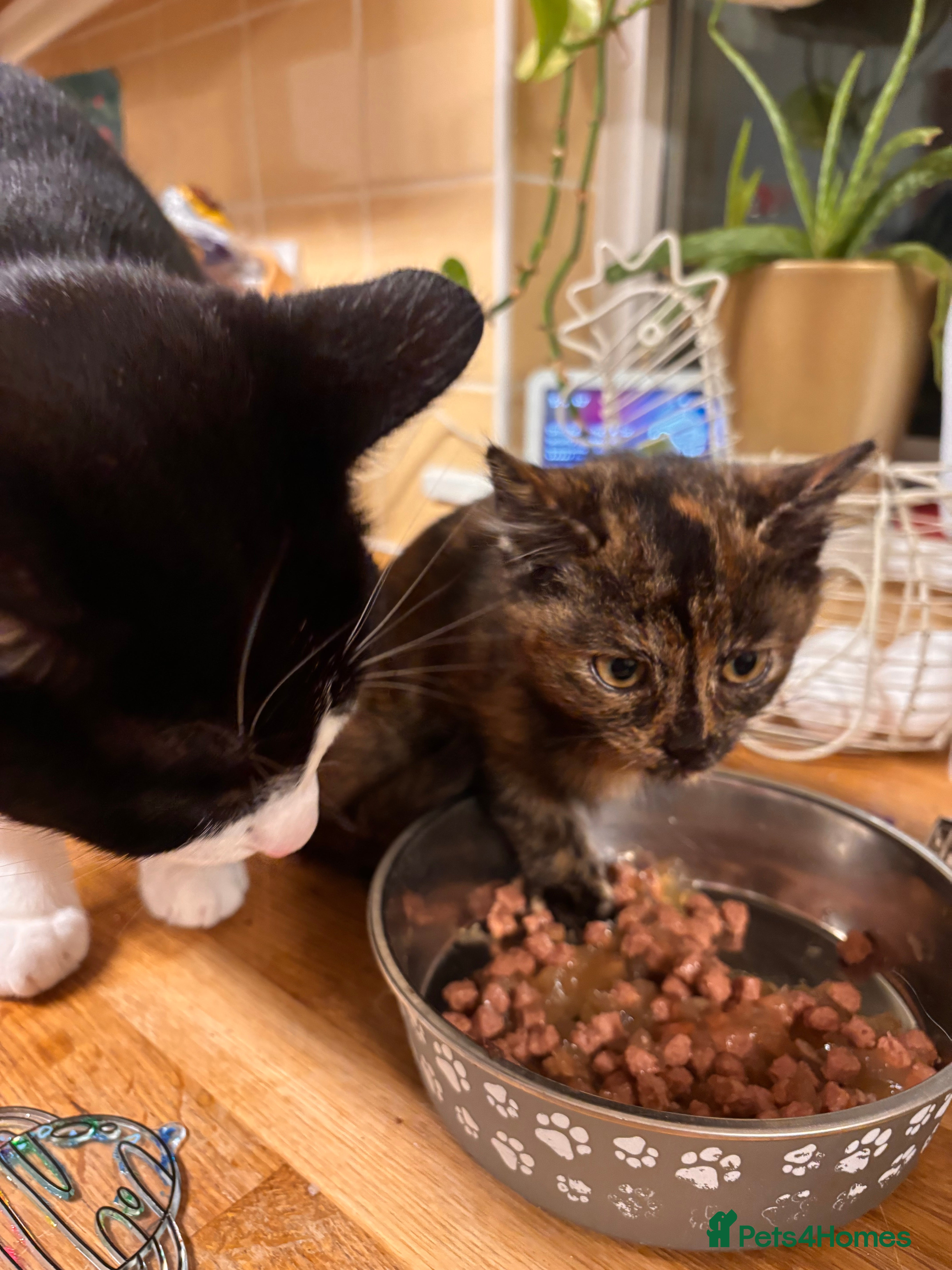 Mixed Breed cats Patient home needed in Haverhill - Advert 1