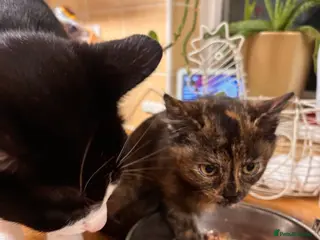 Mixed Breed cats Patient home needed in Haverhill - Advert 1