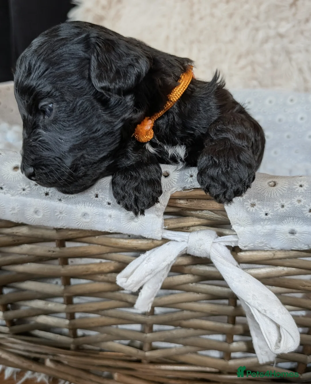 Jackapoo dogs for sale: Beautiful Jackapoo Puppies x 8 Puppies Available - Advert 2