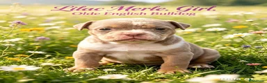 Olde English Bulldogge 6