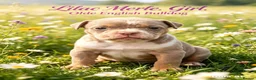 Olde English Bulldogge dogs for sale: Stunning puppies in Gravesend - Advert 2