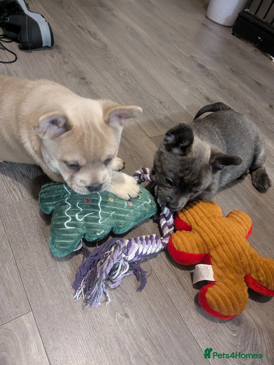 Mixed Breed dogs for sale:  3 Frow Frow girls available - Advert 7