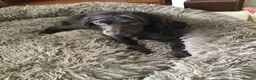 Mixed Breed dogs for sale: A wonderful surprise during a sad time. - Advert 12