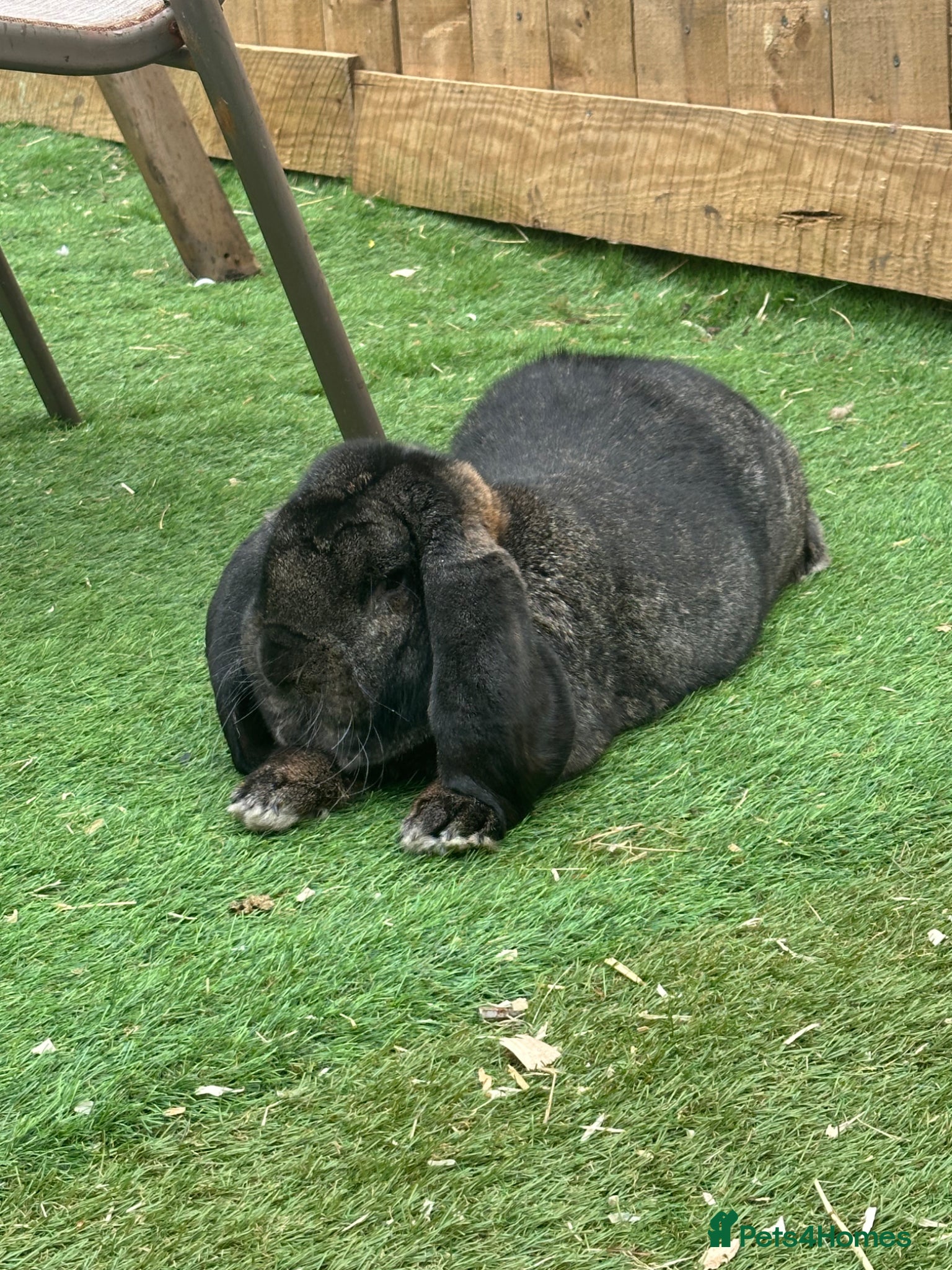 French Lop rabbits for sale: French lop - Advert 8