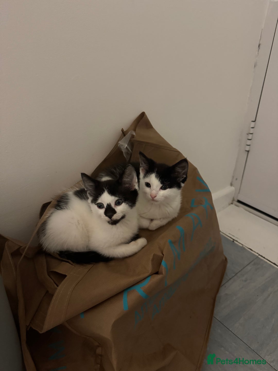 Mixed Breed cats for sale: Two Kittens for sale - Image 4